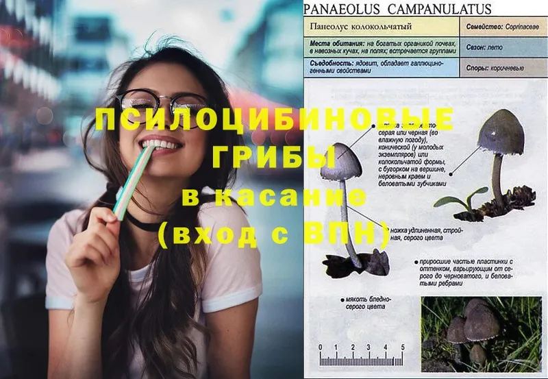 дарк нет клад  Кореновск  Галлюциногенные грибы MAGIC MUSHROOMS  где можно купить наркотик 